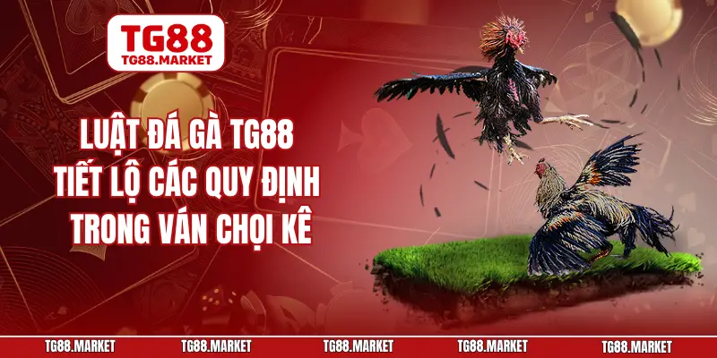 Luật Đá Gà TG88 - Tiết Lộ Các Quy Định Trong Ván Chọi Kê